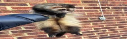 Ferret rodents for sale: 2 pedigree angora jills left To reserve - Advert 7