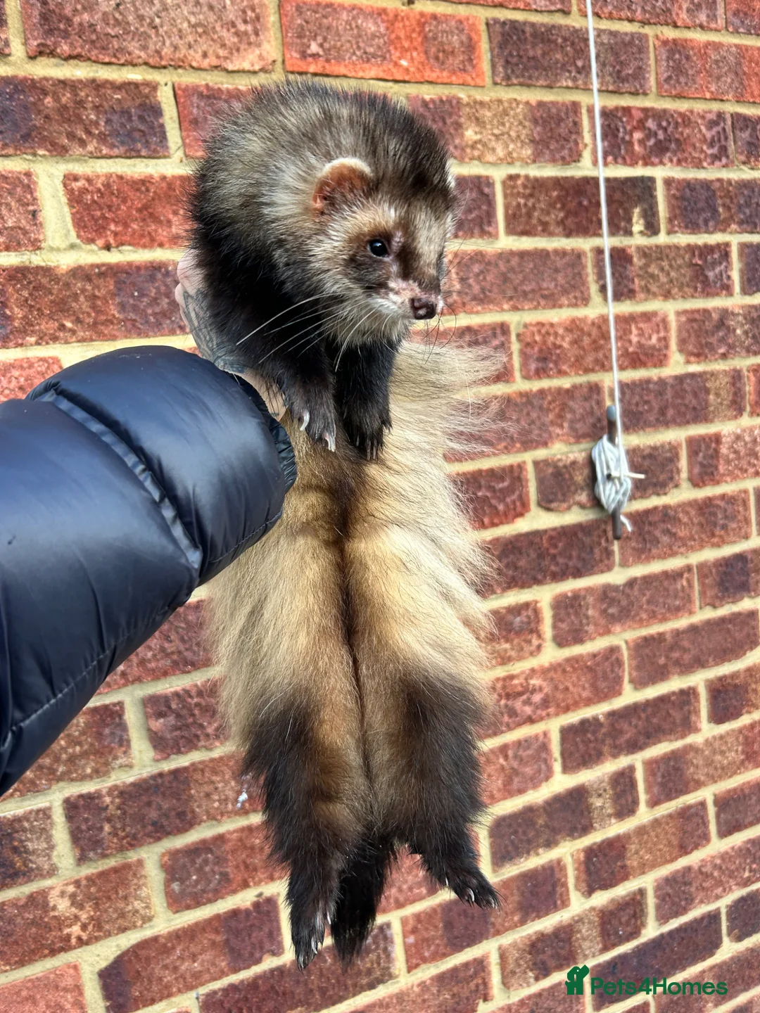 Ferret rodents for sale: 3 pedigree angora jills READY TO LEAVE - Advert 2