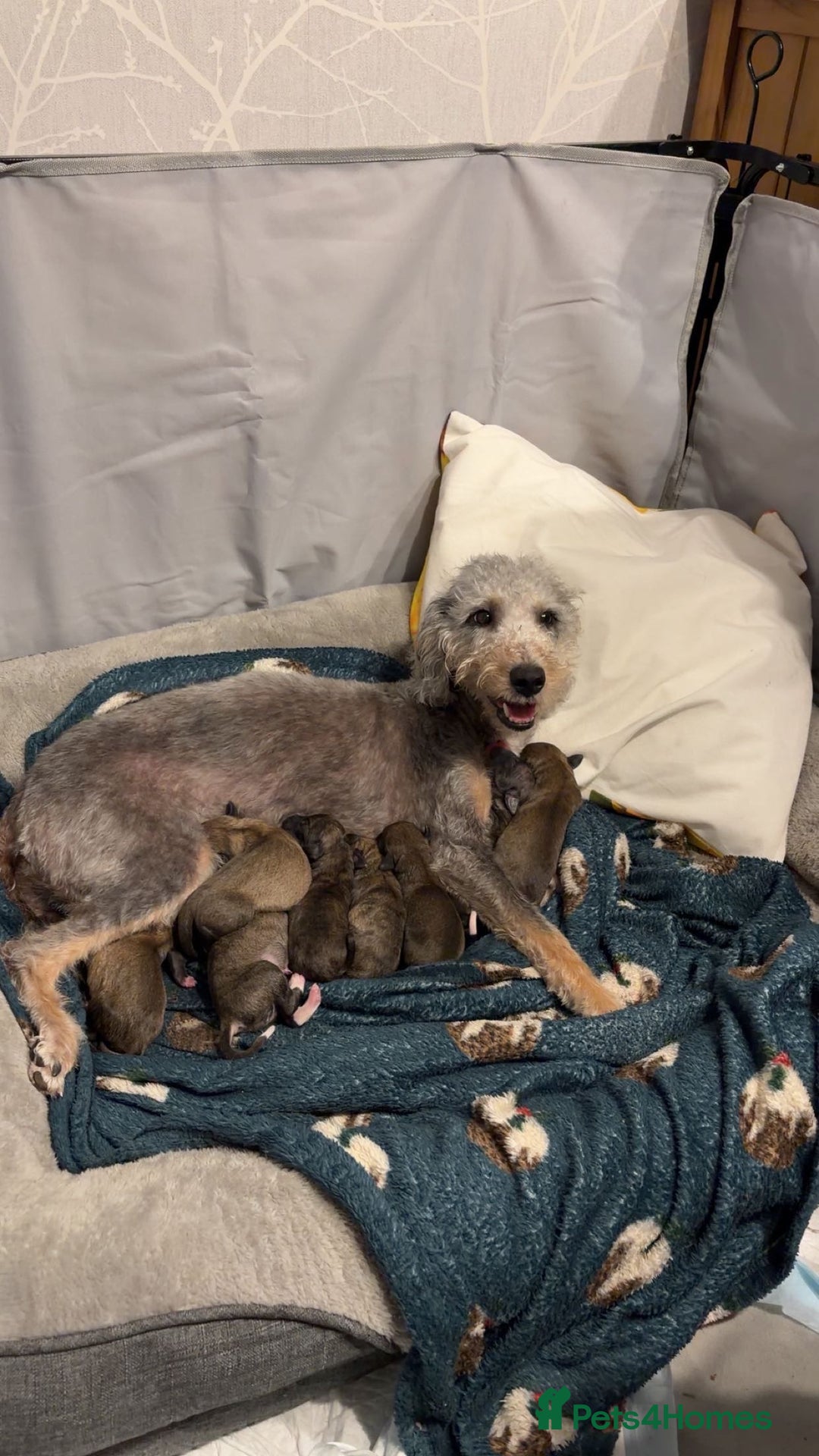 Mixed Breed dogs for sale: Bedlington x Whippet - Advert 15