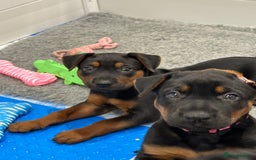 Mixed Breed dogs for sale: Pure breed Chinese red dog puppies/Laizhou Hong - Image 2