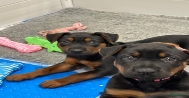 Mixed Breed dogs - Advert 6