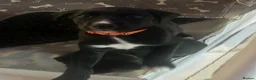 Borador dogs for sale: Beautiful Male Borador Puppy - 16 weeks old - Advert 9