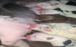 American Bully dogs for sale: 8   day old pocket bully pups  - Image 2