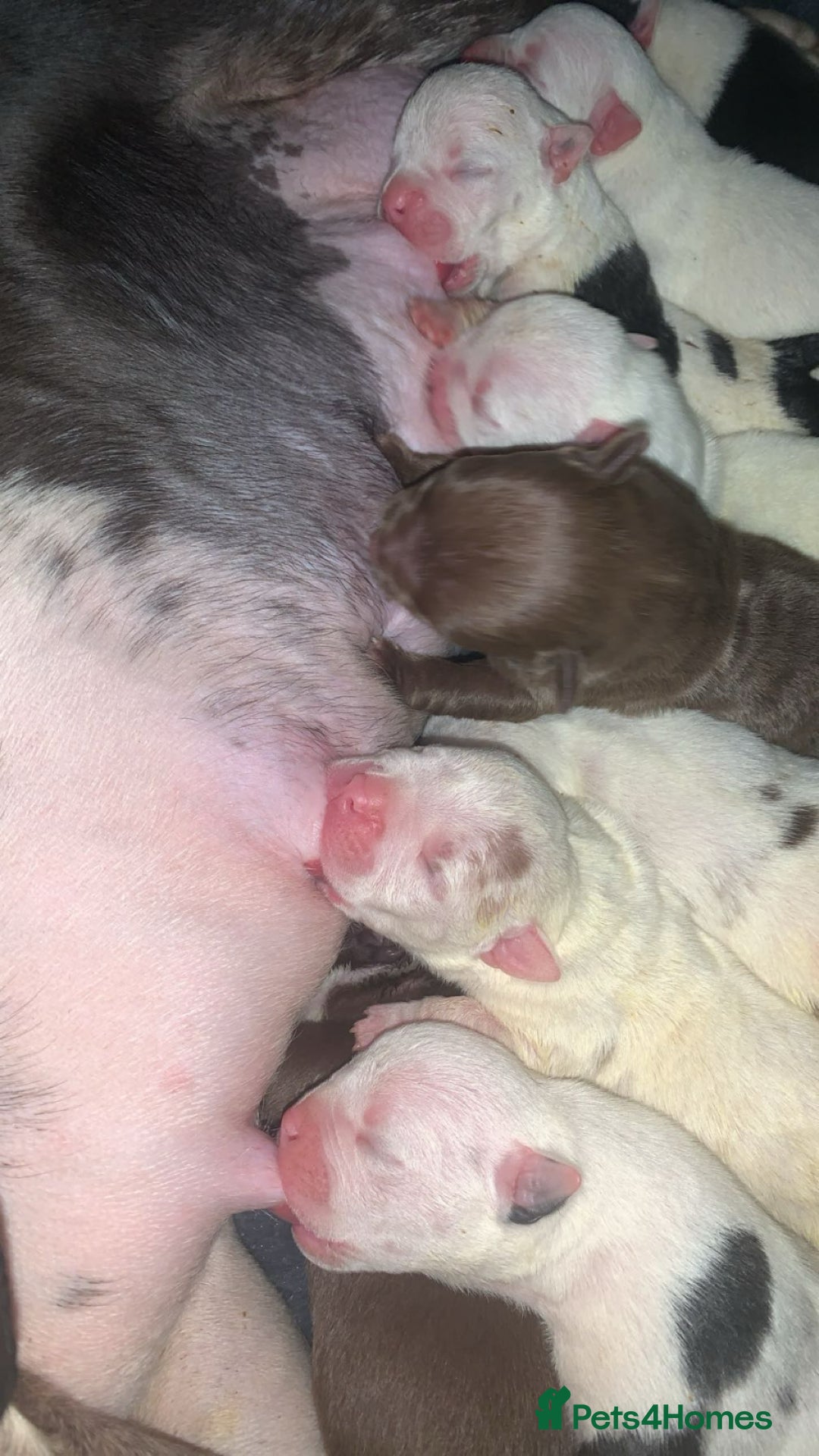 American Bully dogs for sale: 8   day old pocket bully pups  - Image 2