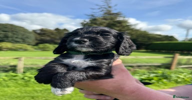 Cocker Spaniel dogs - Advert 1