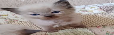 Ragdoll Kitten 7