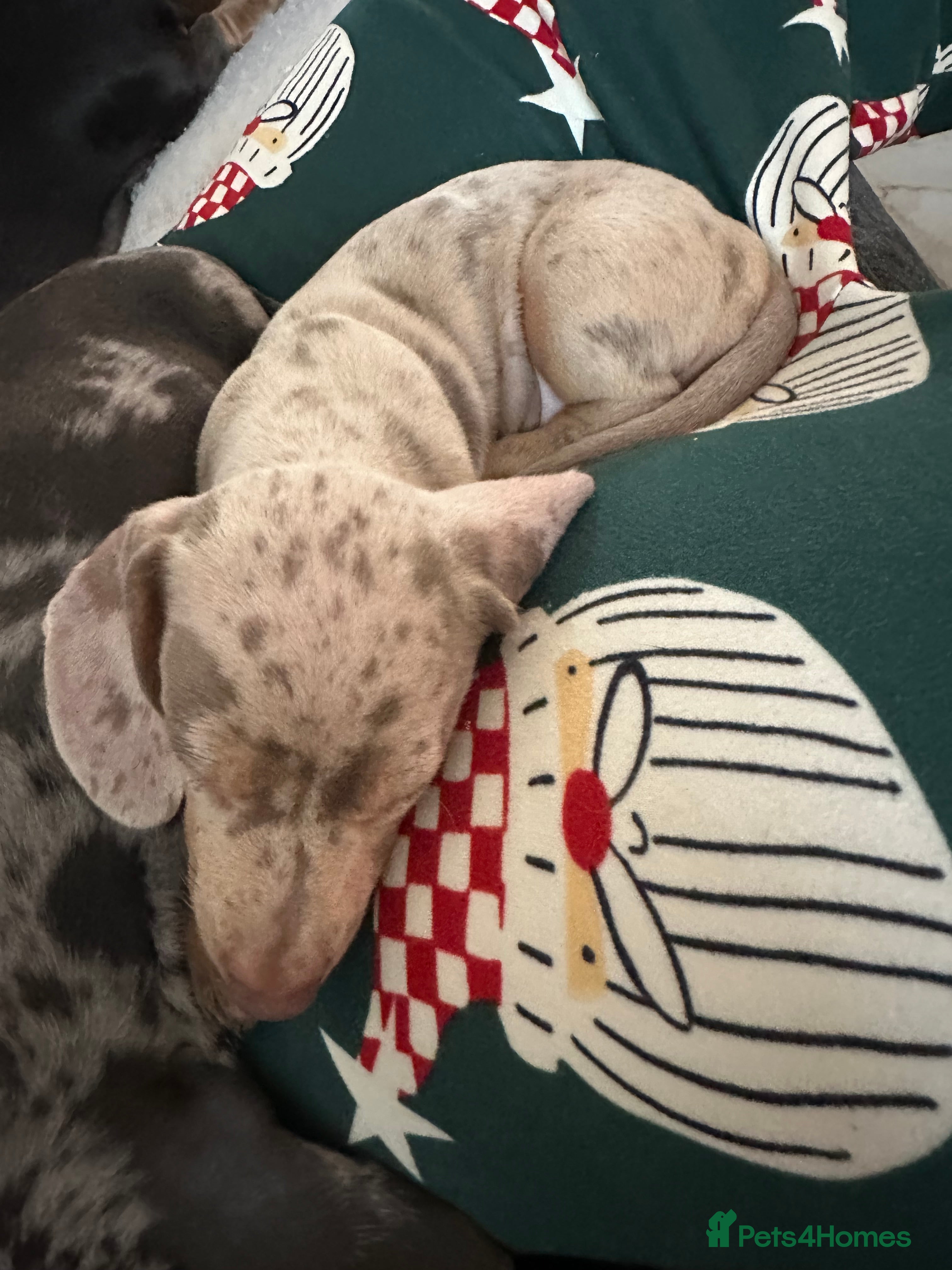 Miniature Dachshund dogs Special delivery 💙 💕 Boy left - Advert 3