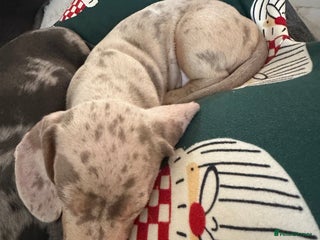 Miniature Dachshund dogs Special delivery 💙 💕 Boy left - Advert 3