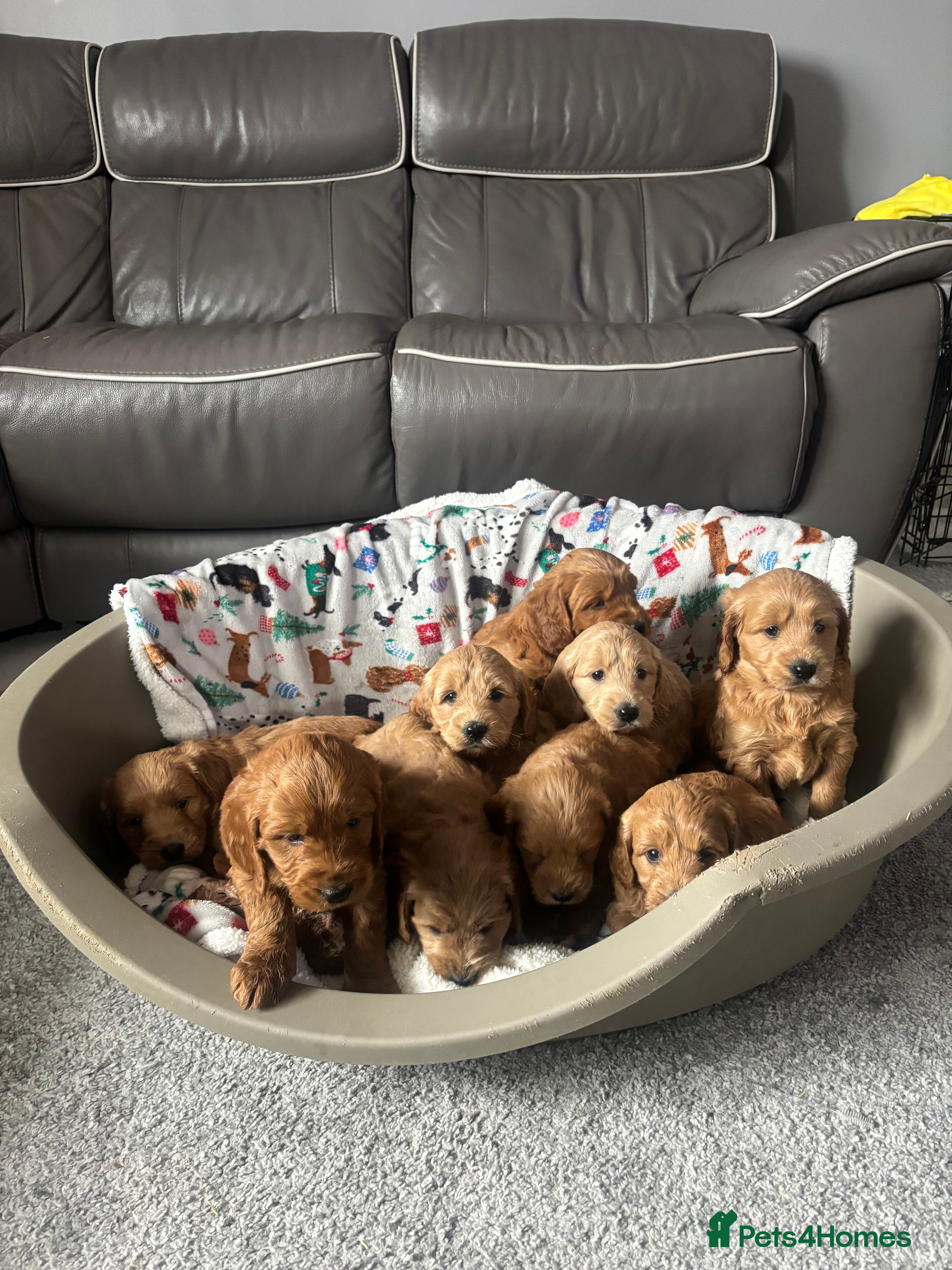 Mini Goldendoodle dogs Miniature golden doodle - Advert 6