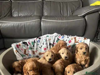 Mini Goldendoodle dogs Miniature golden doodle - Advert 6