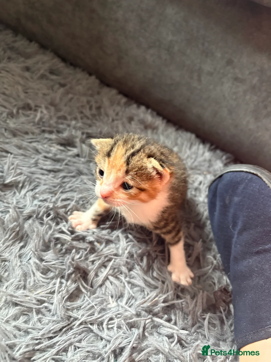 Mixed Breed cats for sale: Newborn kittens  - Advert 2