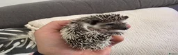 Pygmy Hedgehog rodents for sale: Male and female African pigmy hedgehog  - Advert 5