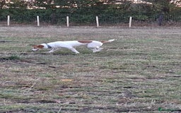 Jack Russell dogs for adoption: Lovely Pepper  - Image 4