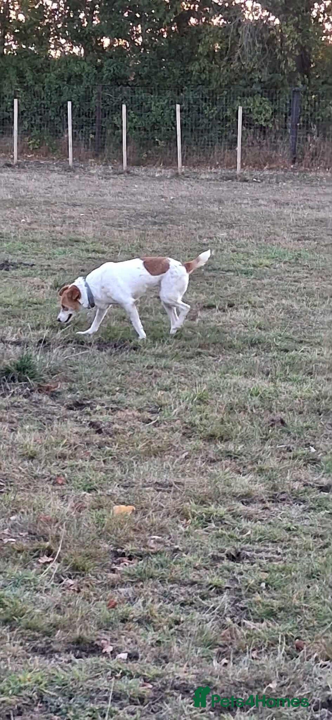 Jack Russell dogs for adoption: Lovely Pepper  - Image 4