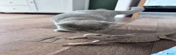 Bearded Dragon reptiles for sale: Bearded Dragon and set up for sale  in Rotherham - Advert 5
