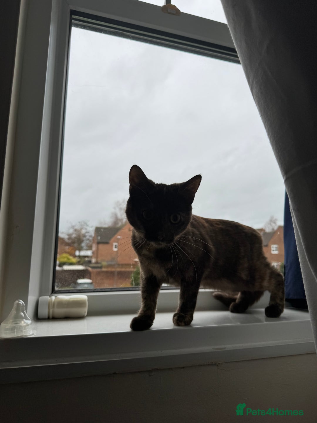 Mixed Breed cats for sale: Female tortoiseshell  - Advert 3