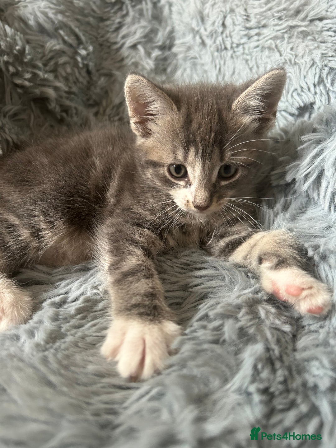 Mixed Breed cats for sale: 4 beautiful kittens for sale.  - Image 14