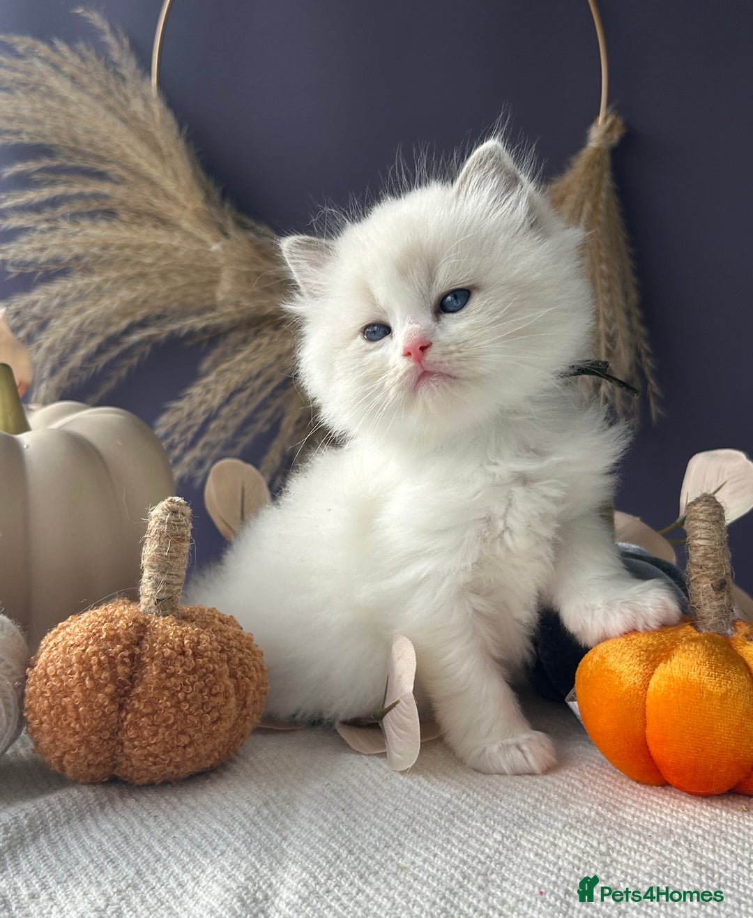 Ragdoll cats for sale: Stunning TICA Ragdolls  - Image 10