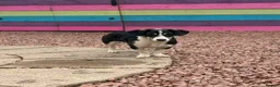 Mixed Breed dogs for adoption: Lilly - In Ayr looking for a home  - Advert 7