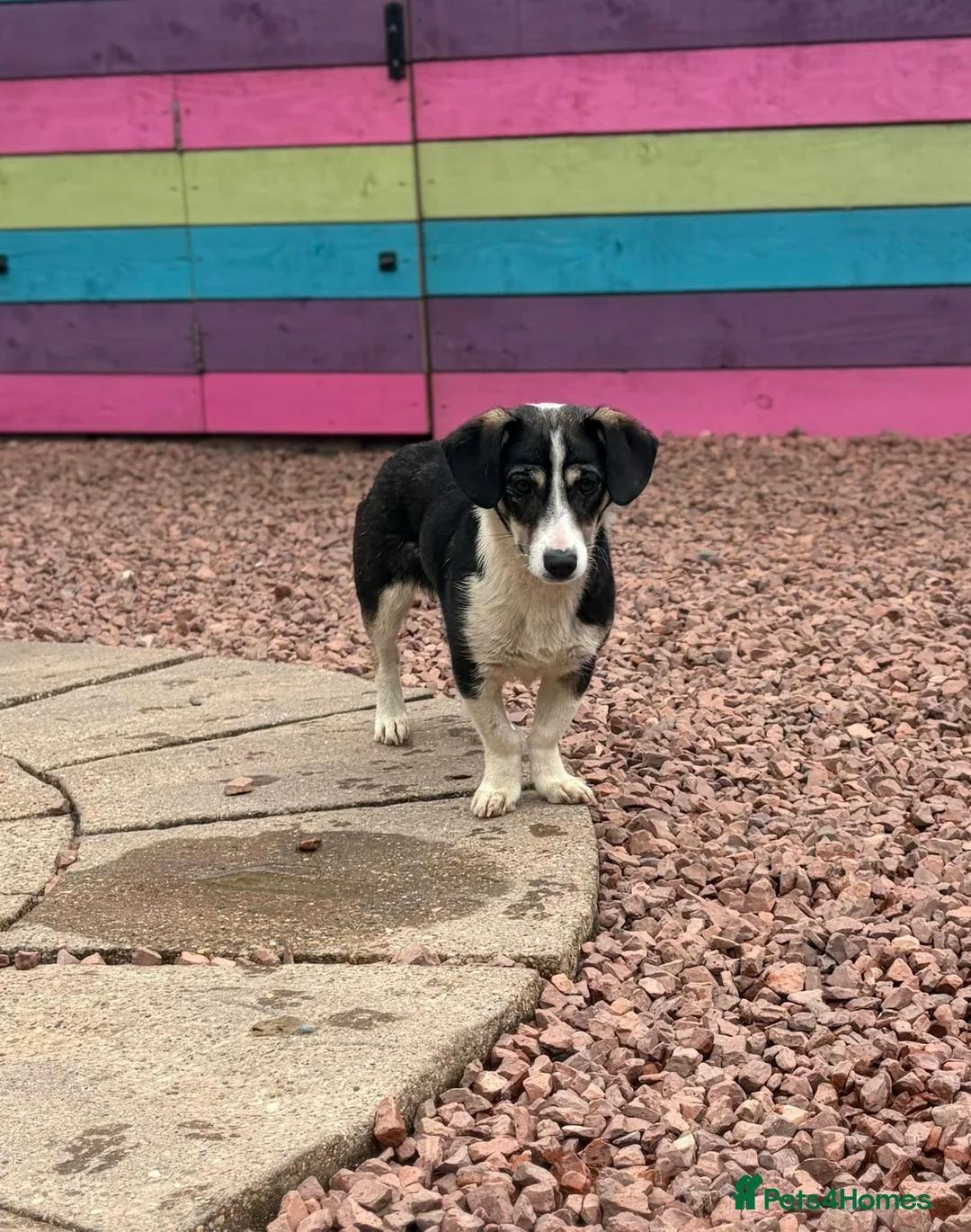Mixed Breed dogs for adoption: Lilly - In Ayr looking for a home  - Advert 7