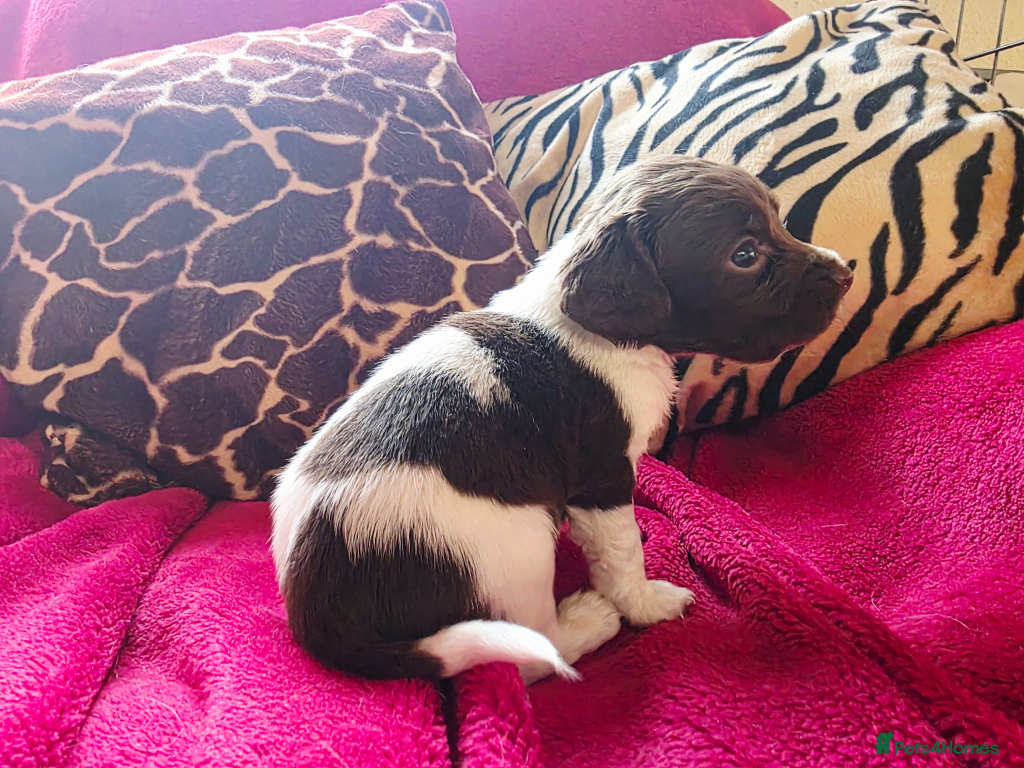 English Springer Spaniel dogs KC Home - Heath tested, Licensed Springer Pups⭐️ - Advert 2