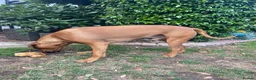 Rhodesian Ridgeback dogs for stud: Beautiful Rhodesian Ridgeback to Stud  in Lightwater - Advert 24
