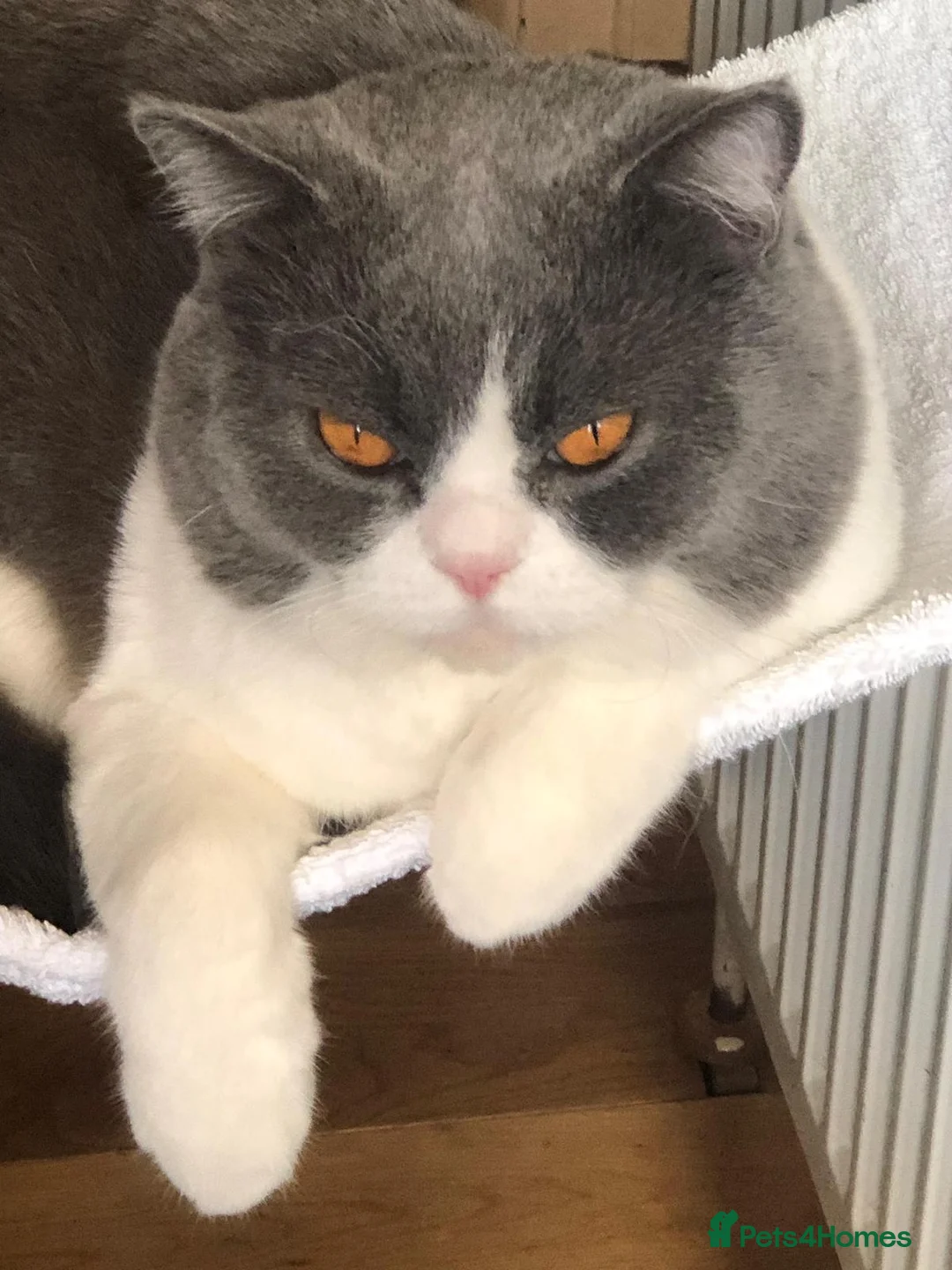 British Shorthair cats for sale: 2 gentle indoor BSH male cats for sale (4yrs old)  in Hayes - Advert 2