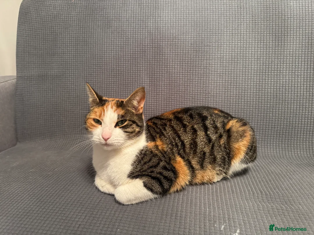 British Shorthair cats for sale: Cute cat - Advert 3