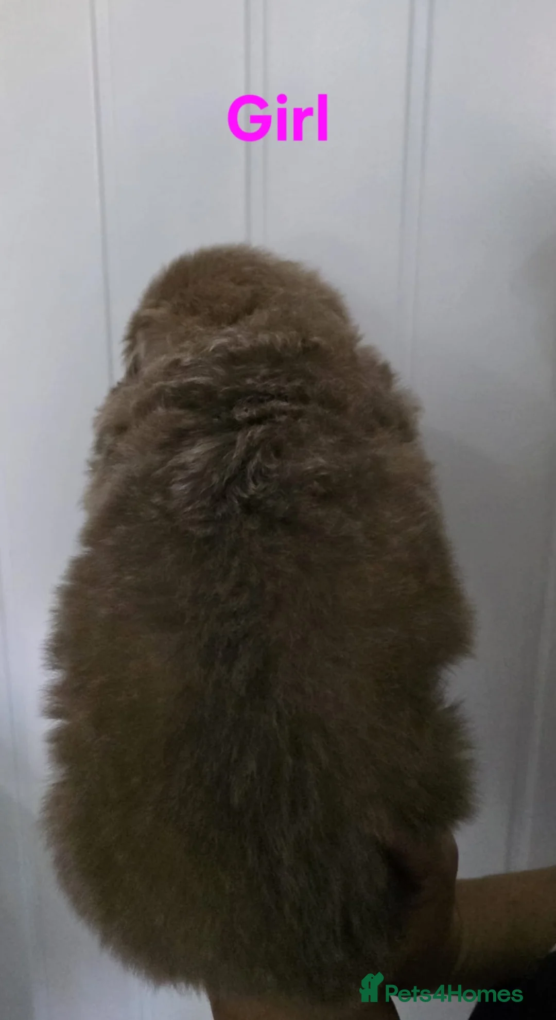 German Shepherd dogs for stud: Kc health tested solid isabella gsd in Bedford - Advert 36