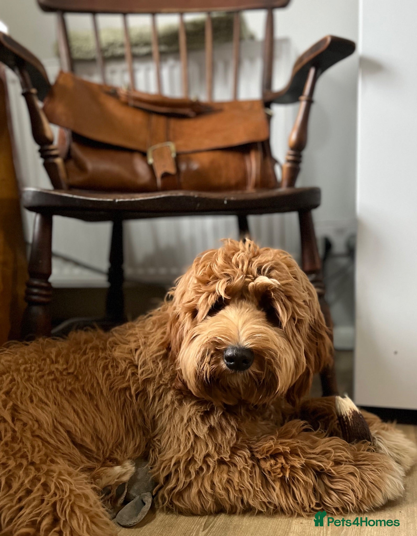 Australian Labradoodle dogs Theodore 100 percent Australian labradoodle  - Advert 1