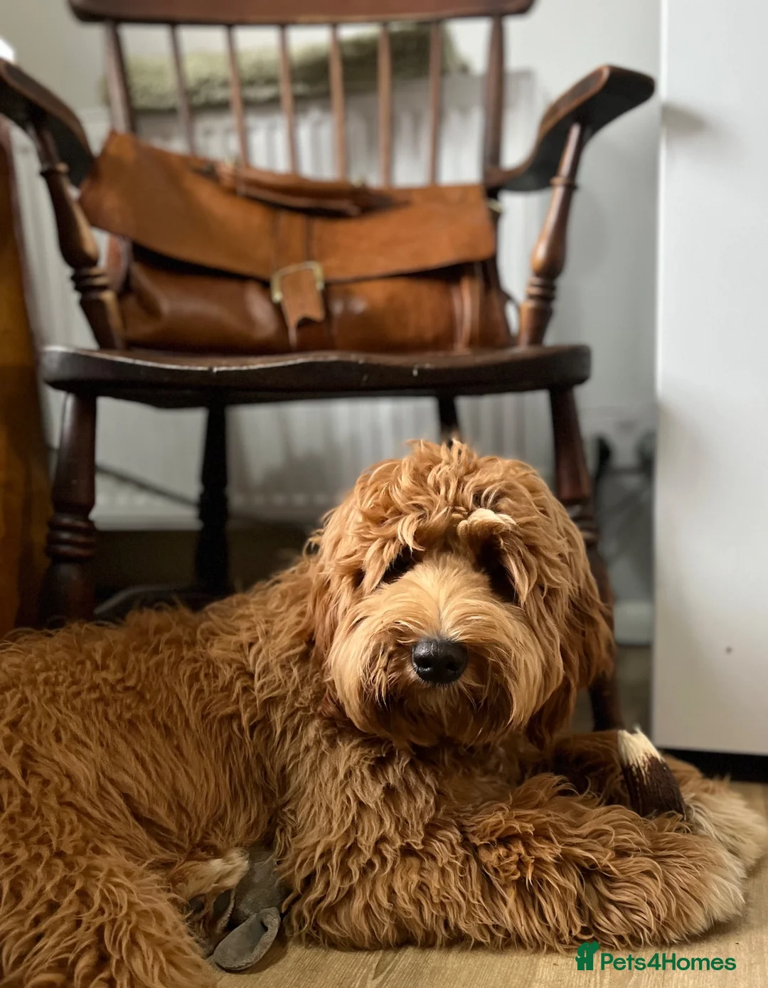 Australian Labradoodle dogs for stud: Theodore 100 percent Australian labradoodle  - Advert 1