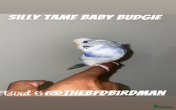 Budgerigars birds for sale: 100% Silly Tame Baby Budgies - Image 8