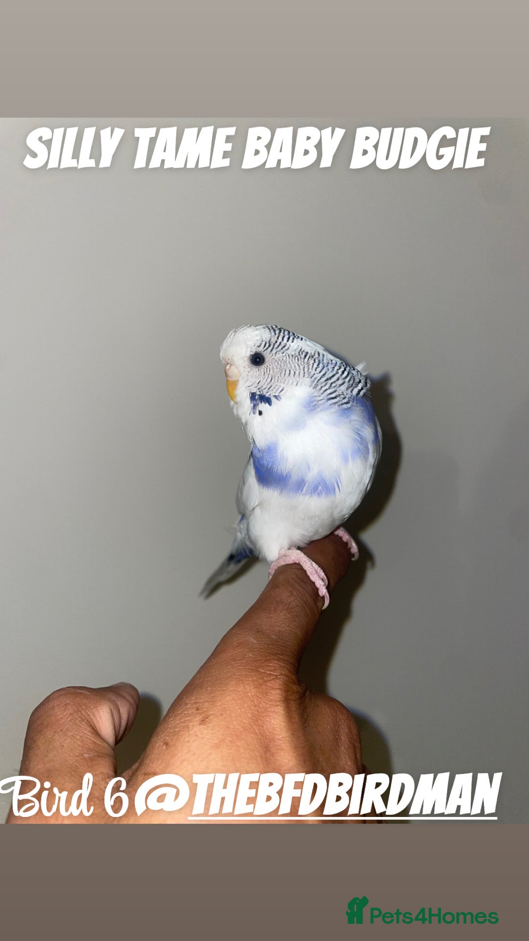 Budgerigars birds for sale: 100% Silly Tame Baby Budgies - Image 8