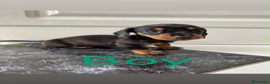 Miniature Dachshund 1