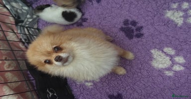 Pomeranian dogs - Advert 9