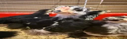 Chickens poultry for sale: Pekin bantam chicks  in Cardiff - Advert 8