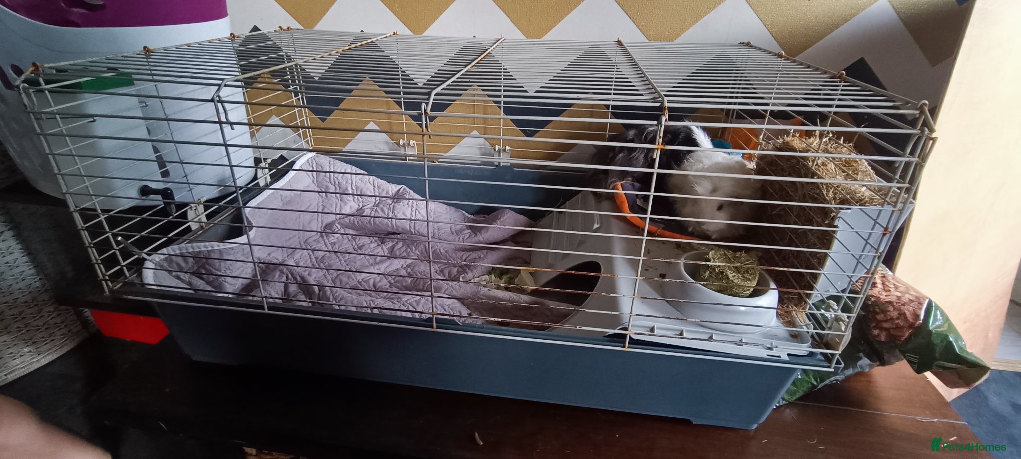 Guinea Pig rodents for sale: MALE Guinea pigs in Skelmersdale - Advert 5
