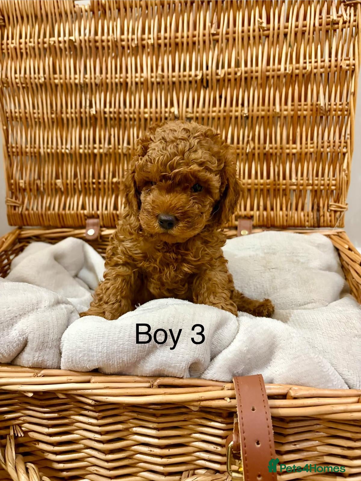 Toy Poodle dogs Tiny dark red Toy poodles - Advert 2