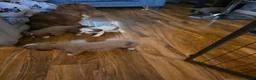 Cavalier King Charles Spaniel dogs for sale: Beautiful cavalier king Charles spaniel puppies  - Advert 21