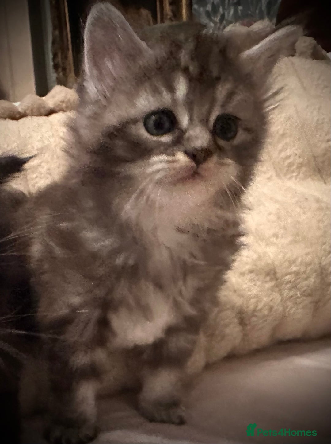 Ragcoon cats for sale: 2 maine Coon x Ragdoll kittens  - Advert 5