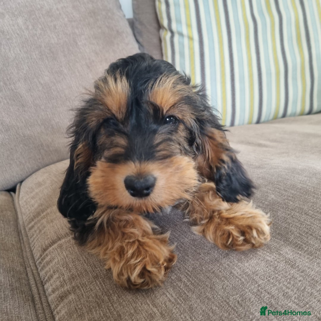 Cockapoo dogs for sale:  F1 Cockapoo puppies  - Image 1