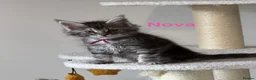 Maine Coon cats for sale: TICA Registered Maine Coon Kittens - Advert 12