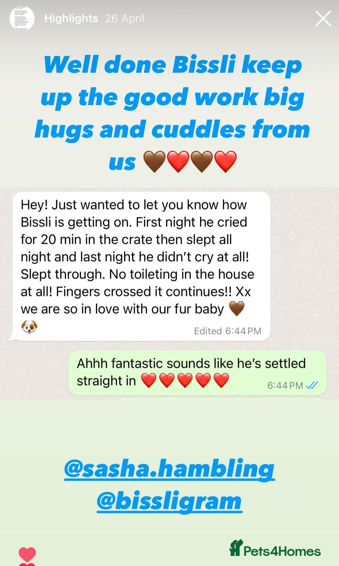 Cavapoo dogs for sale: Extensively Health Tested F1b Cavapoo Puppies  - Image 19