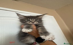 Maine Coon cats for sale: Gorgeous maine coon kittens  - Image 4
