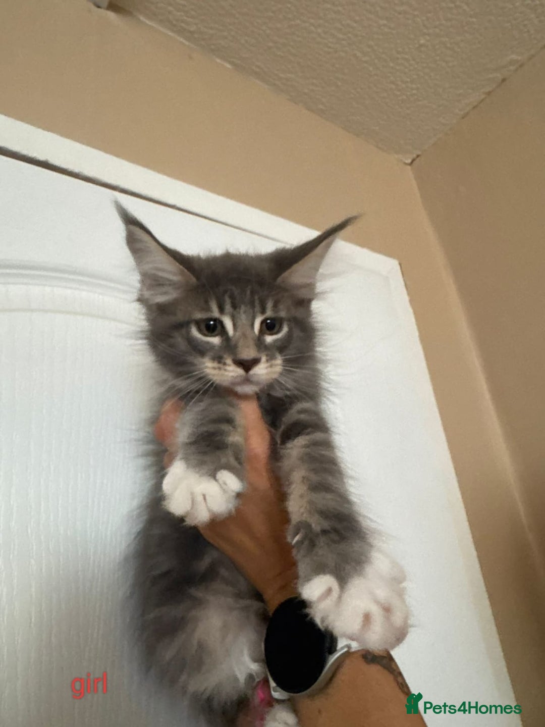 Maine Coon cats for sale: Gorgeous maine coon kittens  - Image 4