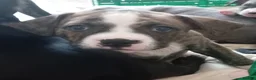 Mixed Breed dogs for sale: Beautiful mixed breed puppies - Advert 13