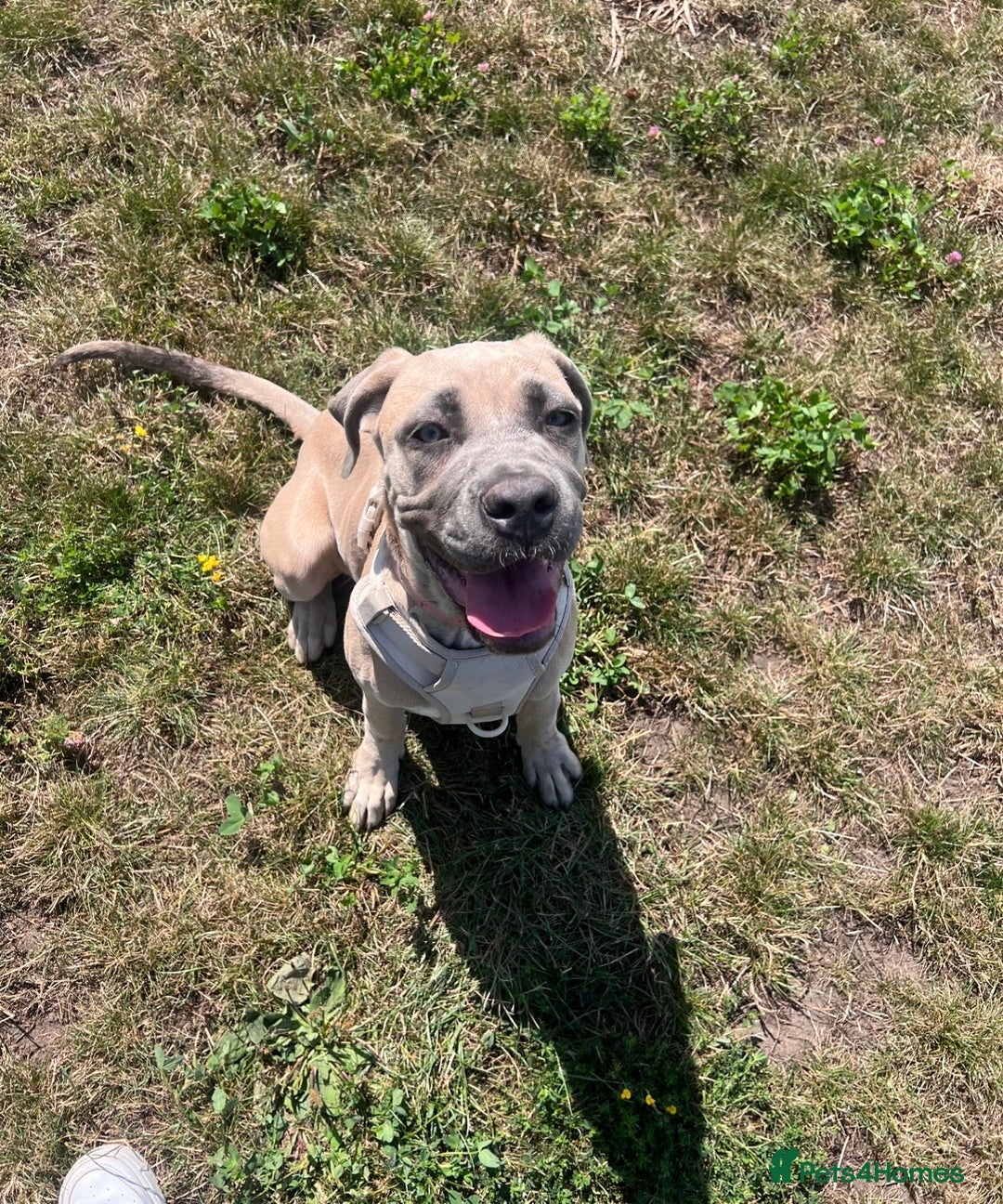 Cane Corso dogs for sale: Cane corso female - Advert 5