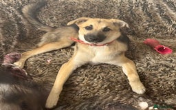 Mixed Breed dogs for sale: Belgian X Collie, 4 beautiful girls, 6 months old  - Image 8