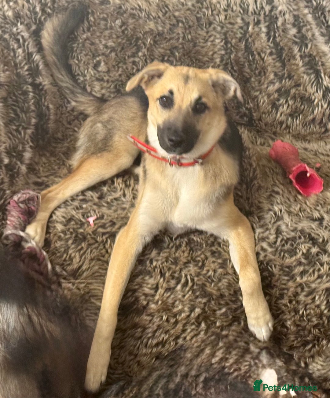 Mixed Breed dogs for sale: Belgian X Collie, 4 beautiful girls, 6 months old  - Image 8
