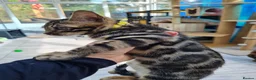 Bengal cats for sale: ❤️ Gorgeous Pure Bengal Babies! ❤️ - Advert 25